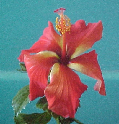 hibiscus