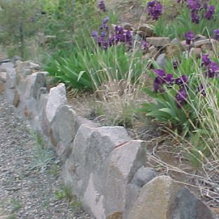 iris three
