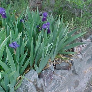 iris four