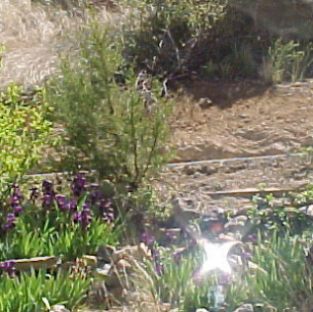 iris rock star