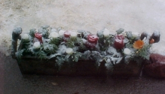 roses in the snow