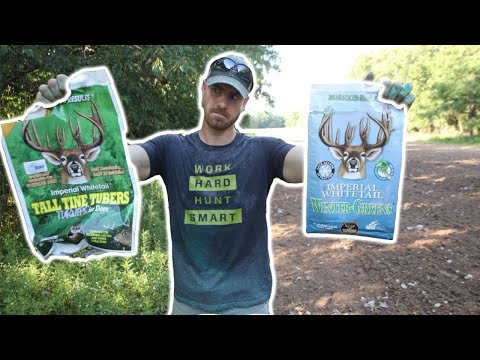 HOW TO PLANT THE BEST TURNIPS FOR WHITETAILS