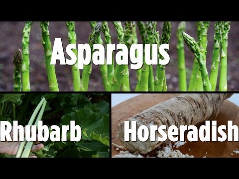 Growing Perennial Vegetables- Asparagus, Rhubarb, Horseradish