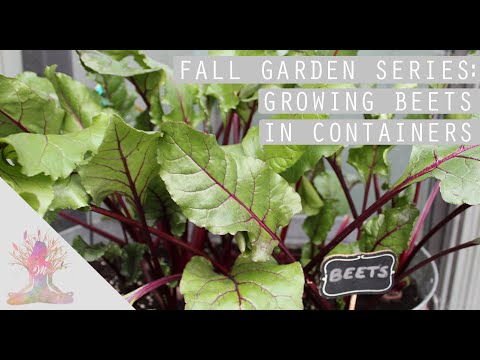 Growing Beets in Containers | Fall Garden Series