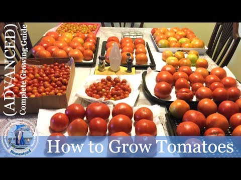 How To Grow Tomatoes - Tomato Growing Secrets