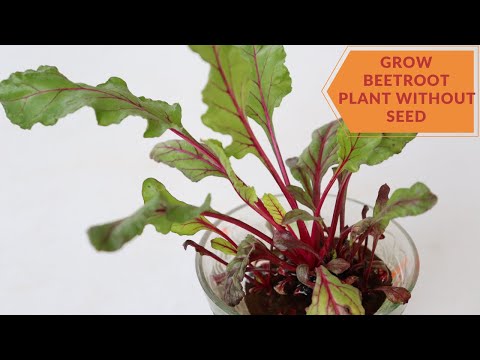 How to grow Beetroot plant without seed|| Grow Beetroot from top|| Backyard Gardening