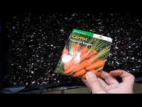 ??How to plant and grow carrots from seed in pots or containers??