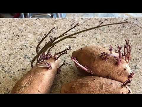 Growing Sweet Potatoes from store bought sweet potatoes in #gardenzone8a Mesquite, Texas.