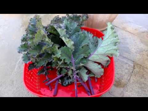 Kale ko ghar ma grow krna ka tareeka | How to grow kale