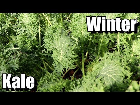 How to Grow Kale for Fall/Winter Harvests