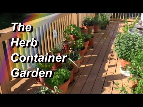 More Tips for Your Herb Container Garden! Basil, Oregano, Mint, Cilantro, Tarragon