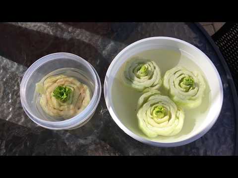 How to grow bok choy from a cutting