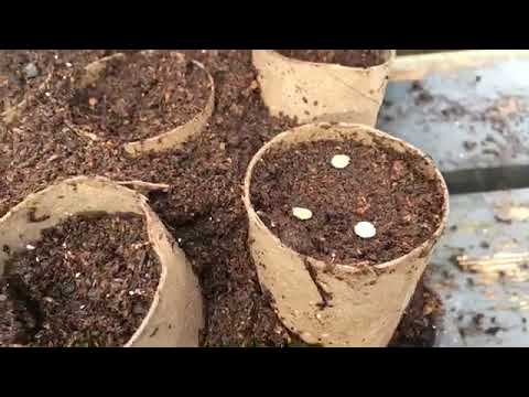 How to start parsnip seeds in toilet rolls Dont Crop Me Now