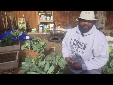 How To Harvest Collard Greens So It Keeps Growing