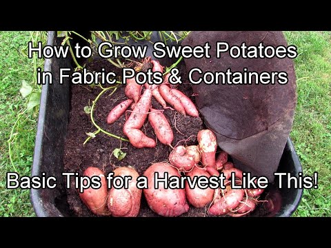 How to Grow Sweet Potatoes in Fabric Pots & Containers: 5 Tips for a Great Garden Harvest!