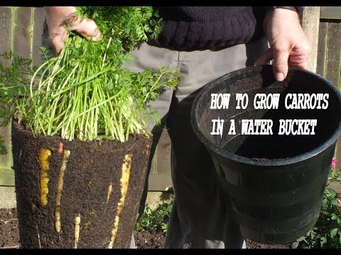 HGV How to Grow Organic Carrots in a water bucket  Rainbow Carrot Reveal. Grow Vegetables