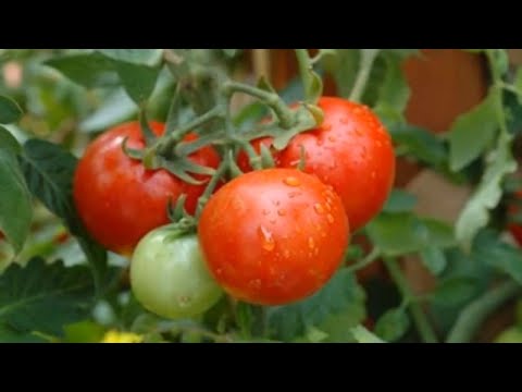 Growing Tomatoes Vertically?