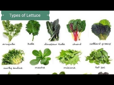 Types of Lettuce | Name of Lettuce | Salad Lettuce |  Lettuce Varieties | Hashtag Bon Appetiite