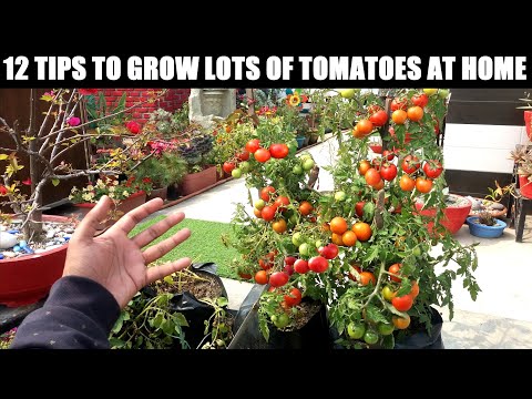 Grow Lots of Tomatoes | 12 Tips | Complete Growing Guide