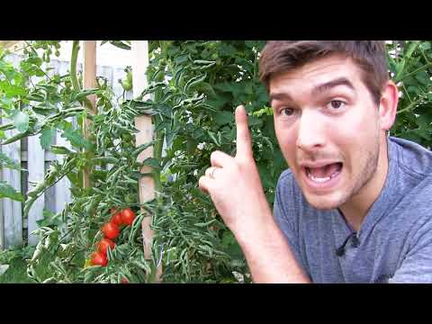 Our 6 Step Secret to Growing 10+ FOOT Tall Tomatoes ....Organically!