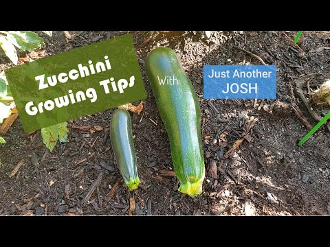 Three Simple Zucchini Growing Tips