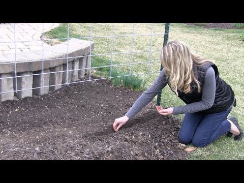 Planting sugar snap peas