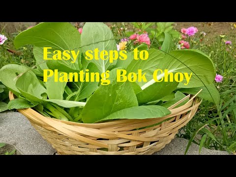 How to Grow Bok Choy In Home Garden