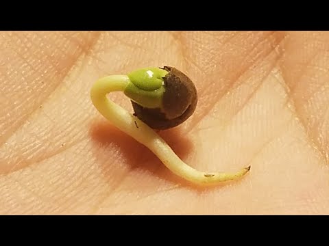 How to Grow Okra From Seed