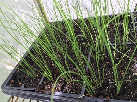 How to start Chinese Chives seeds