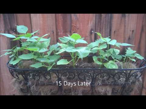 Growing Beans from planting to harvesting in 5 minutes