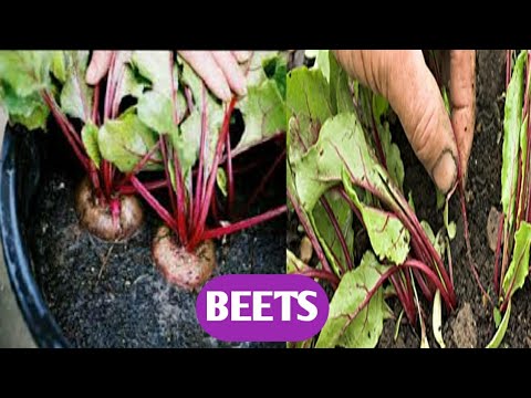 How To Grow Beet From seeds in Pot