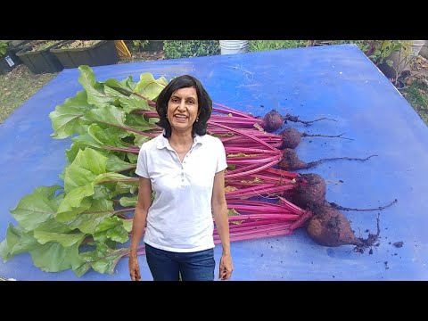 Growing beet roots with actual results