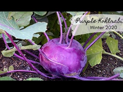 How To Plant Purple Kohlrabi / Gardening Tips