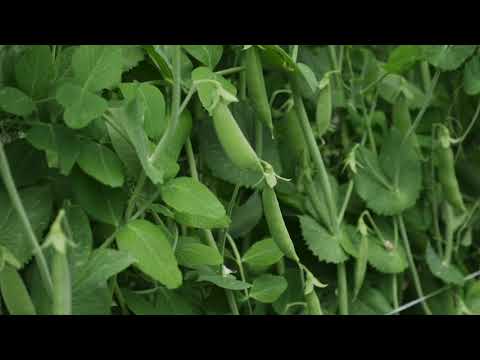 Vertical Growing with Peas