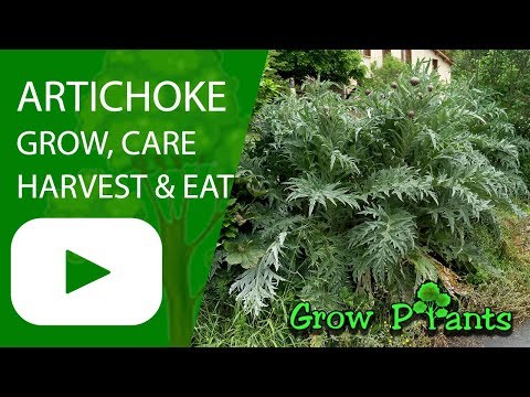 Artichoke plant - grow, care and harvest