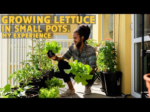 How to grow lettuce in small containers.