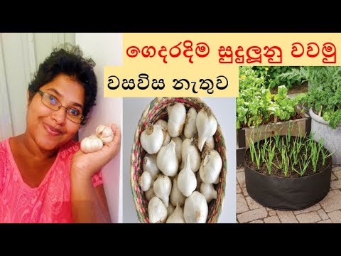 ???? ? ???????? ??? ???? How to grow garlic at home organically - potting mixture