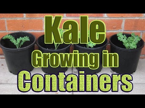 How to Grow Kale in Containers (Growing Kale in Pots Outdoors or Indoors)