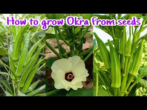 How to grow okra from seeds at home till harvest / Growing Okra from seeds by NY SOKHOM