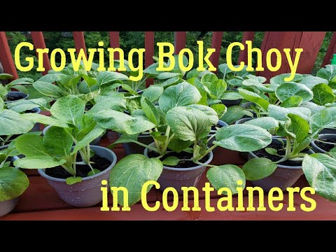 How to Grow Bok Choy in Containers