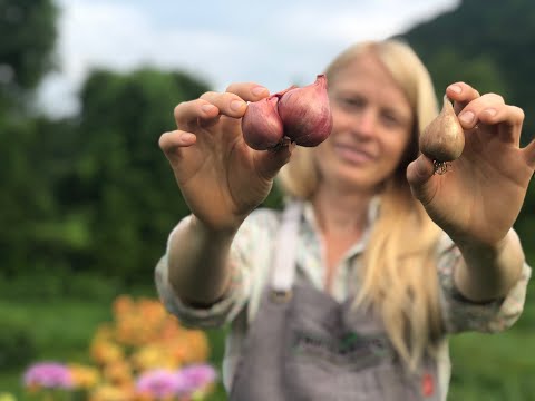 Planting Shallots in Spring