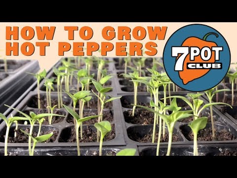 How to grow hot peppers from seed - 7 Pot Club