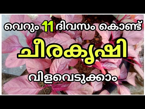 Cheera krishi in malayalam grow bag | Spinach krishi | How to grow spinach or cheera at home garden