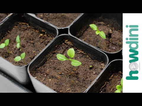 How to Plant Eggplant