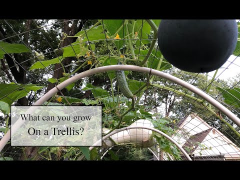 What vegetables can you grow on a trellis