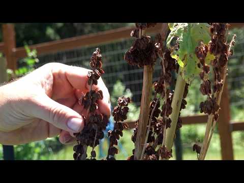 How To Save Rhubarb Seeds