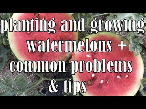 planting & growing Watermelons + Common Problems, handy Tips & health benefits