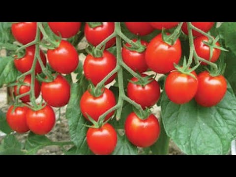 Vertically tomato growing || small space urban garden idea|| how to grow TOMATO vartically ||