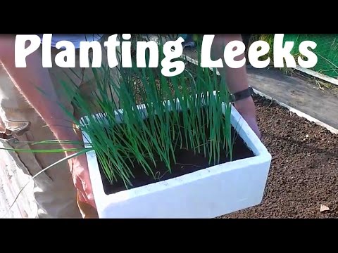 Allotment Diary : How to Plant / Grow Leeks