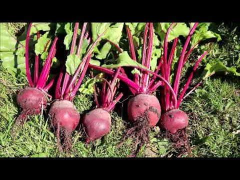 How to Grow Beetroot from Seed